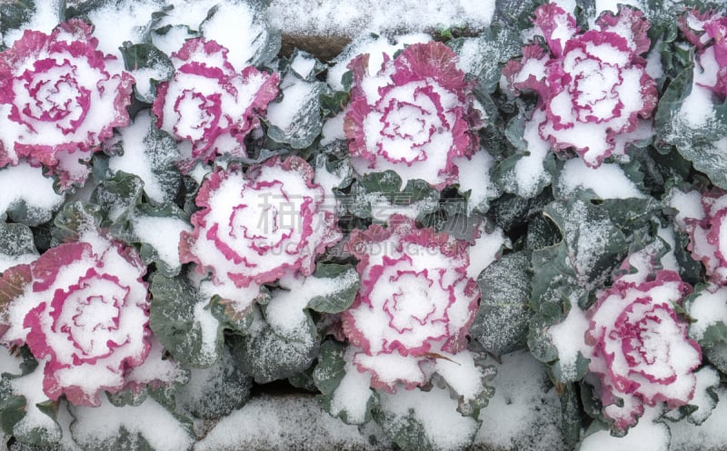 雪,莴苣,菜园,过去,水平画幅,素食,古城,维生素,特写,明亮