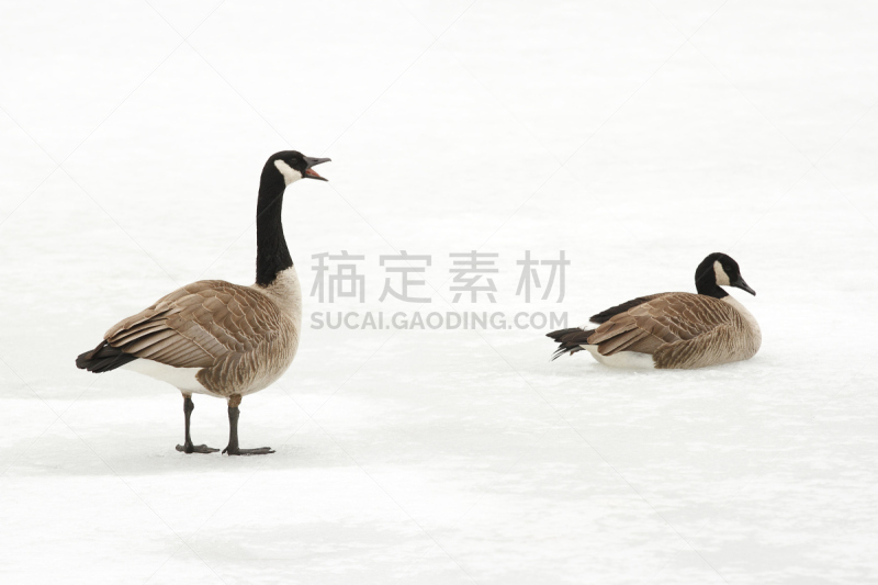 加拿大黑雁,河流,冻结的,自然,野生动物,冬天,图像,雪,加拿大,野外动物