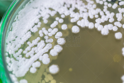微生物学,实验室,细菌,皮氏培养皿,餐具,显微镜,生物科技,水平画幅,酵母,科学实验