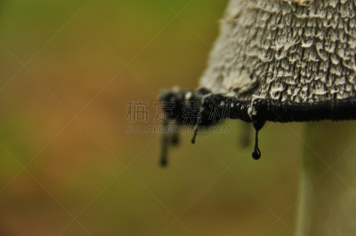 森林,动物躯干,bialowieza forest,真菌,波兰,青春期,食品,笔帽状蘑菇,证章,不健康食物