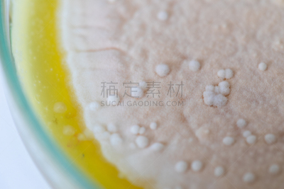 传媒,微生物学,酵母,放线菌属,土样,大群动物,细菌,实验室,学习
