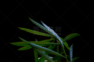叶子,自然,水平画幅,绿色,枝繁叶茂,秋天,无人,绘画插图,特,枫树