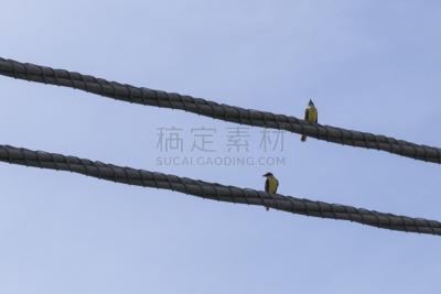 电缆,大斑纹霸鶲,压力,电报机,高大的,威斯岛,天空,公园,褐色,水平画幅