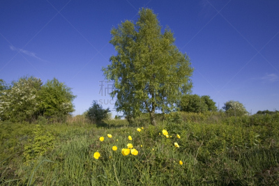 forest of dean,英国,格洛斯特郡,维伊山谷,美,公园,水平画幅,枝繁叶茂,英格兰,人群
