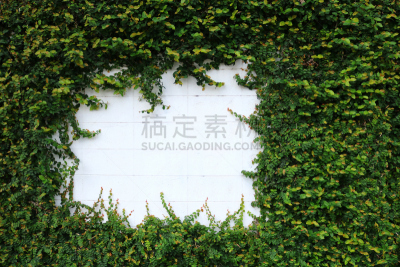 绿色,攀缘植物,围墙,自然,留白,公园,式样,边框,水平画幅,地形