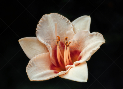 百合花,特写,黑色背景,华丽的,暗色,纯净,清新,一个物体,背景分离,仅一朵花