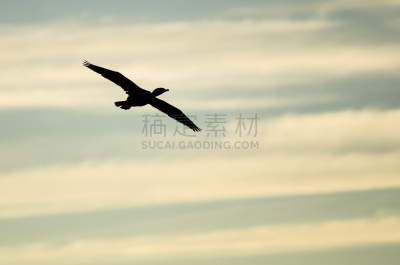 接力赛,轮廓,鸟冠,对称,天空,自然,野生动物,美国,水平画幅,橙色