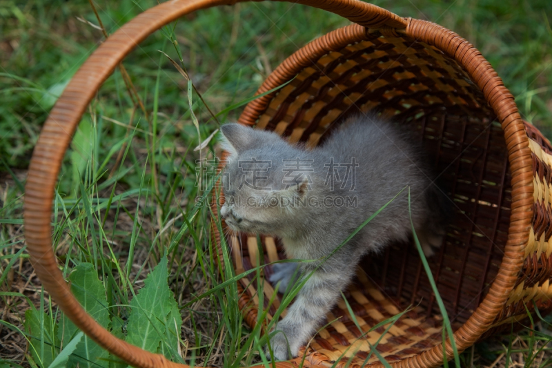 小猫,短毛猫,水平画幅,户外,篮子,哺乳纲,猫,条纹,乐趣,捕食