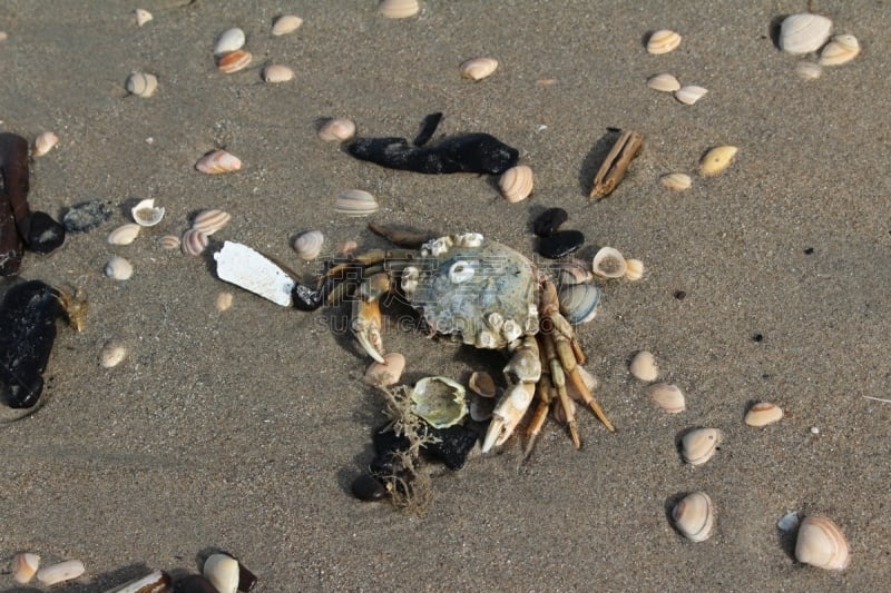 海滩,巨蟹座,螃蟹,浮木,动物,动物习性,贝壳,海滩度假,德国北海地区,自然