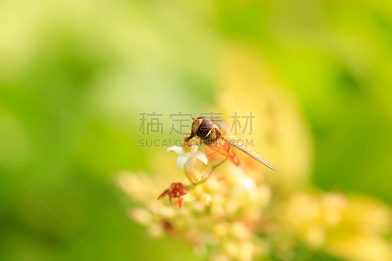 蜜蜂,西西里蜂蜜百合,食蚜蝇,复眼,天蛾,生态保护区,春季系列,芳香的,水平画幅,动物身体部位