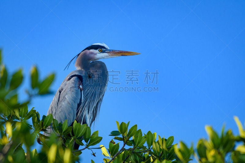 工头,印度河潟湖,维罗海滩,大蓝苍鹭,耐性,墨西哥湾沿岸国家,美国,水平画幅,无人,捕食