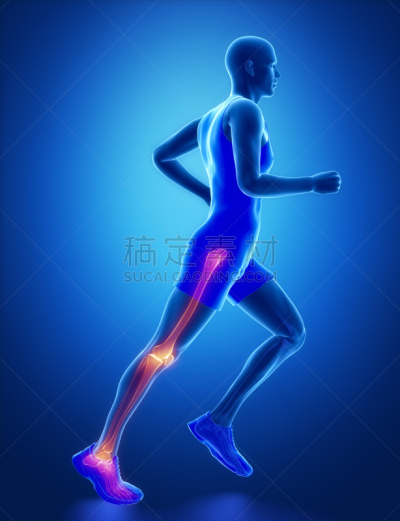 关节,腿,垂直画幅,韧带,四肢,股骨,腓骨,努力,骨盆