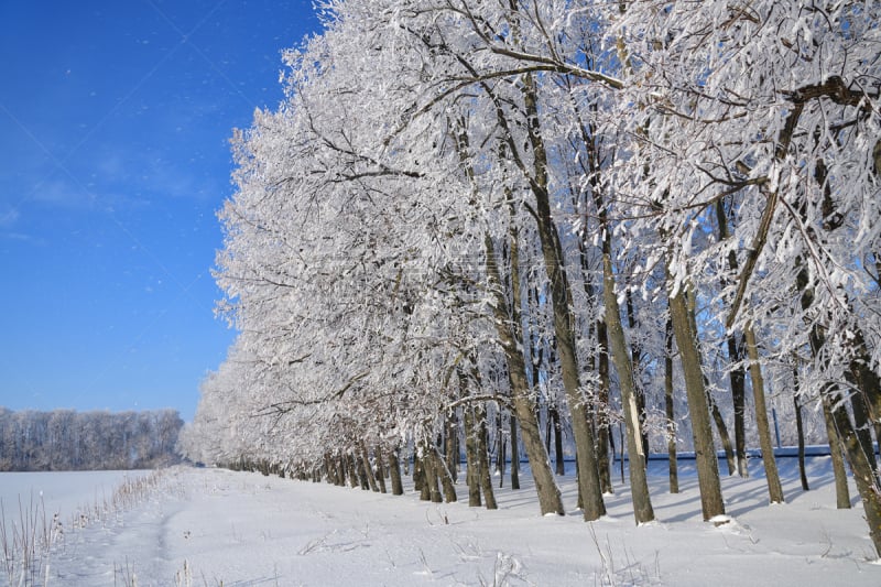 晴朗,冬天,森林,白昼,寒冷,飘然,一月,环境,霜,雪