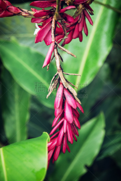 夏至草,紫薇科树,唇形科,垂直画幅,枝繁叶茂,无人,湿,户外,特写,明亮