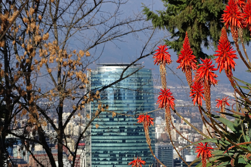 芦荟,烛台,圣地亚哥 ,现代,植物,背景,天空,城市,都市风景,城市天际线