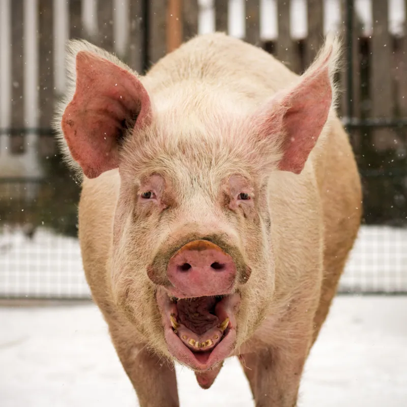 猪动物 猪动物图片 猪动物素材下载 稿定素材