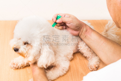 蜱,狗,健康保健,兽医,螨,虱子,颈,水平画幅,白色