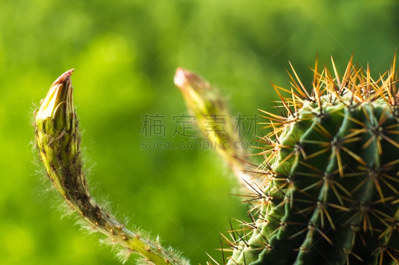 仙人掌,桶仙人掌,芳香的,下水塞,装管,荆棘,尖利,夏天,干的,室内植物