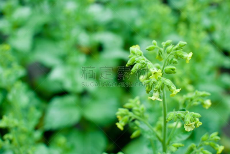 绿色,斯普林费德,龙血树种植物,叶子,水平画幅,夏天,户外,特写,植物,植物学