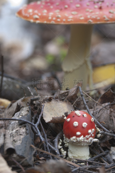 蘑菇,毒蘑菇,自然,垂直画幅,无人,有毒生物体,苔藓,毒蝇菇,健康保健,户外