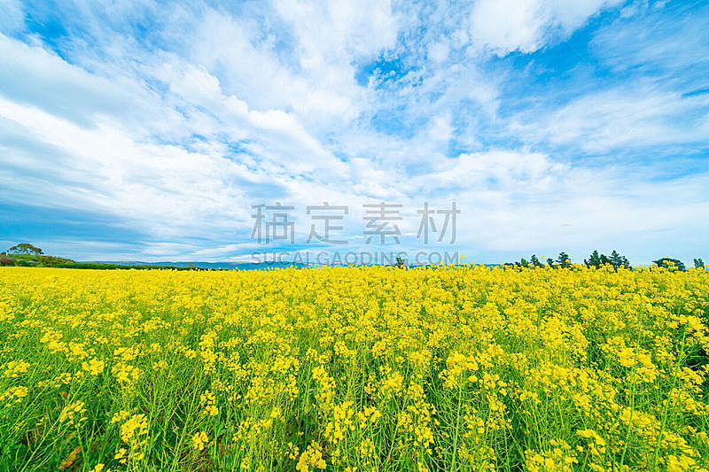 黄色,绿色,地形,植物群,色彩鲜艳,芥花籽油,田地,农业,云景,环境