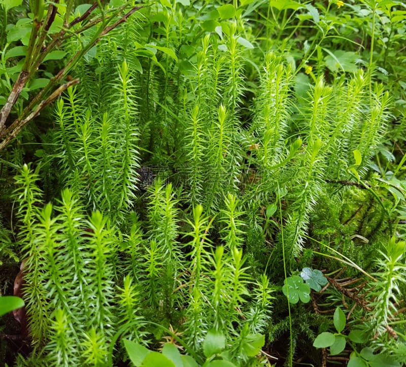 伸筋草,石松科,花序,水平画幅,无人,健康保健,户外,背景分离,草药,草本