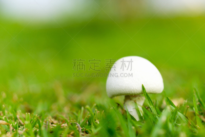 草,绿色,白蘑菇,弹出式商店,素食,苔藓,草坪,夏天,画笔,农作物
