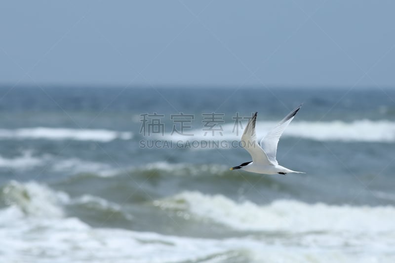 燕鸥,海洋,在上面,鷸形目,海滩,水平画幅,海鸟,鸟类,户外,飞