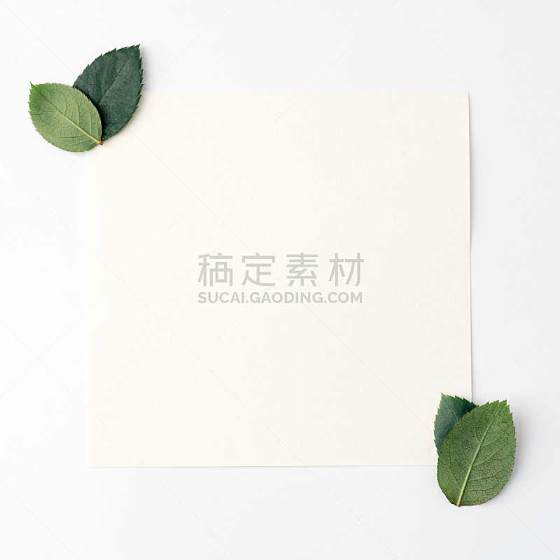 自然,叶子,平铺,概念,卡片,信函,垂直画幅,空白的,中国,植物