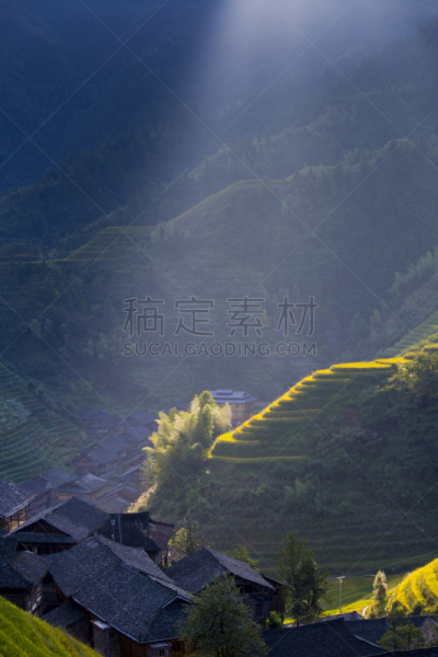 龙脊梯田,梯田,哈尼族,元阳,竹林,水稻梯田,垂直画幅,无人,户外,农作物