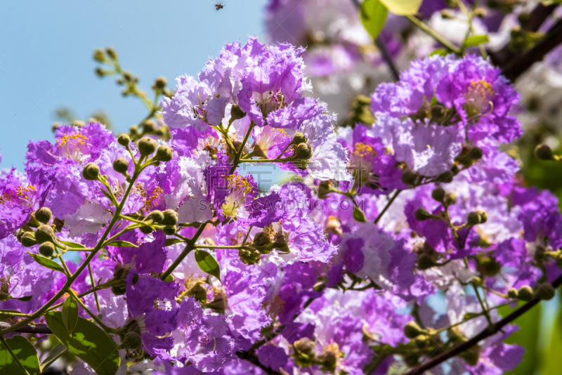 自然,myrtle-beech tree,花束月季,千屈菜科,crepe myrtle tree,植物园,美,水平画幅,无人,户外