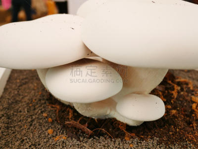 白蘑菇,选择对焦,褐色,水平画幅,无人,苔藓,泥土,生食,户外,草