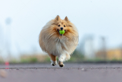 球体,小的,喜乐蒂牧羊犬,进行中,球,美,褐色,水平画幅,牧羊犬,夏天