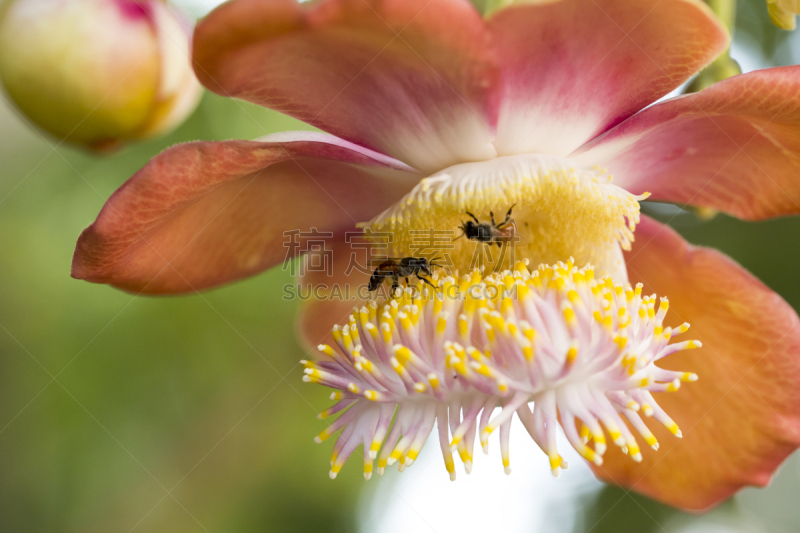 叶子,纹理,蜜蜂,蜂蜜,正下方视角,自然美,尤脑香科树,炮弹树,beekeeper,公园