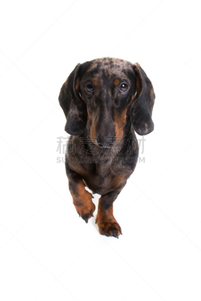 狗,腊肠犬,白色背景,分离着色,可爱的,宠物,纯种犬,香肠,垂直画幅,图像