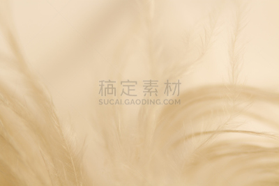 翎毛,轻的,图像特效,悲哀,滑板公园,选择对焦,水平画幅,纹理效果,优美,符号