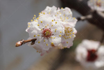 杏,特写,白色,枝,春天,白昼,春湾,研磨器,柔焦,雄蕊