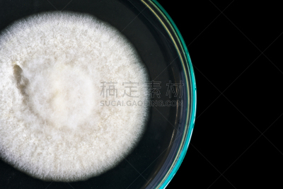 皮氏培养皿,真菌,大特写,黑色背景,白色,分离着色,青霉菌,琼脂,生物学,微生物学