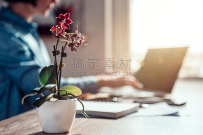 小的,办公室,兰花,书桌,花盆,技术,现代,商业金融和工业,植物,木制