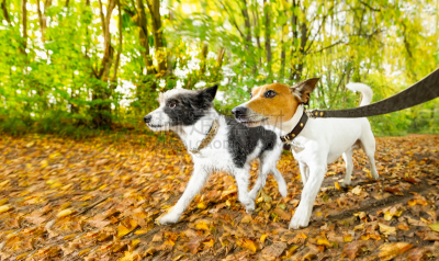 狗,秋天,慢跑,杰克拉瑟短腿犬,公园,业主,水平画幅,进行中,梗犬,户外
