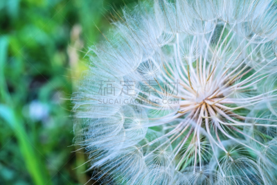 蒲公英,欧洲赤松,水,美,水平画幅,无人,夏天,特写,俄罗斯,白色