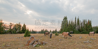 普赖尔野马山脉,野外动物,干的,草,马,美国,圆木,食草,兽群,蒙大拿州