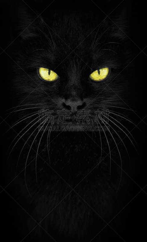 特写,猫,肖像,黑色,斜眼看,注视镜头,热,垂直画幅,美,夜晚