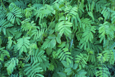 熱帯植物　バックグラウンド
