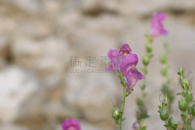 粉色,自然美,背景,夏天,凹陷的,活力,希腊,枝繁叶茂,色彩鲜艳,植物