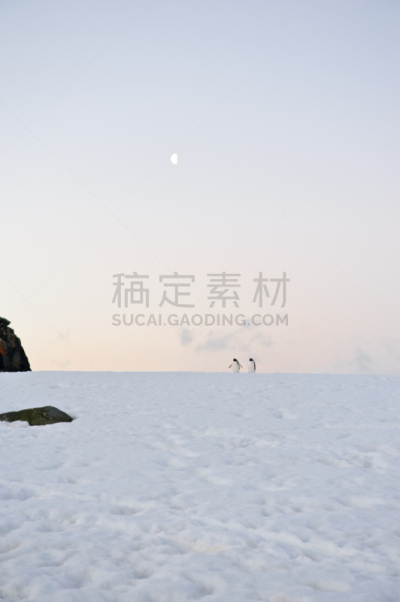 帽带企鹅,月亮,半月岛,蹒跚而行,南极半岛,垂直画幅,气候,雪,鸟类,企鹅