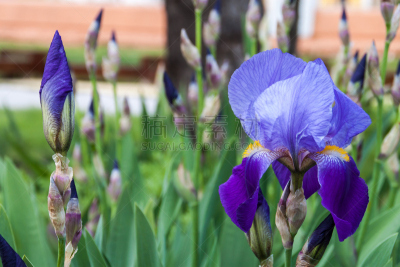bearded iris,马可岛,单子叶植物,天门冬目,转基因,水平画幅,无人,夏天,户外,图像