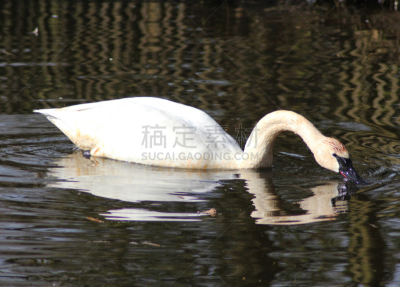 trumpeter swan,水,美,水平画幅,无人,鸟类,户外,湖,水禽,白色