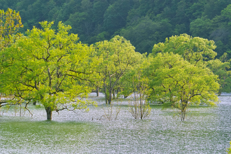 湖,柳树,自然,山形县,水平画幅,绿色,地形,无人,日本,鹤冈