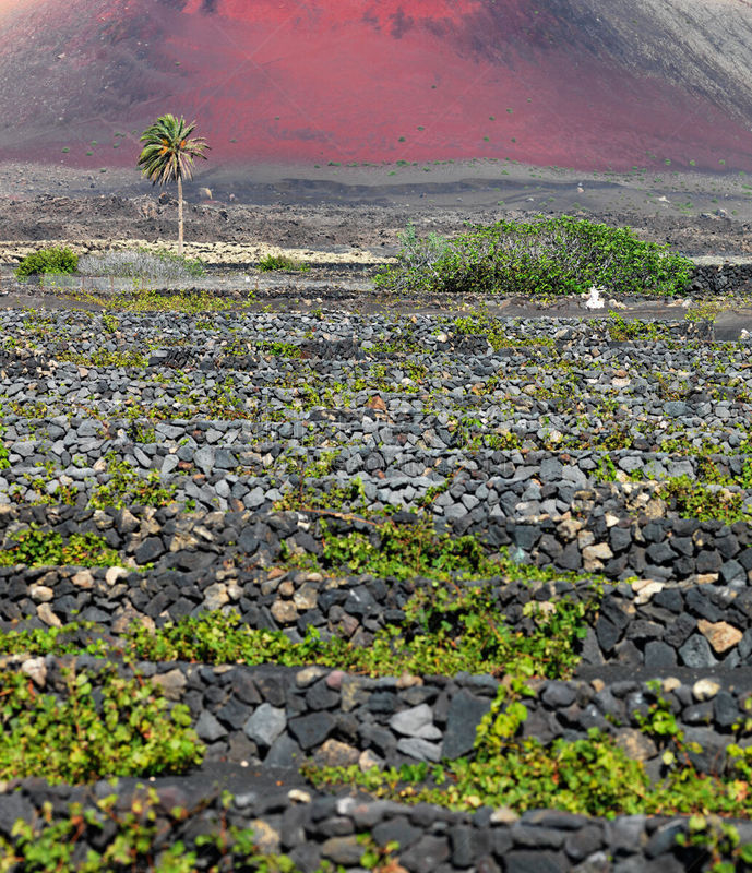 兰萨罗特岛,火山地形,葡萄园,葡萄,canary island date palm,海枣树,自然,垂直画幅,石墙,熔岩